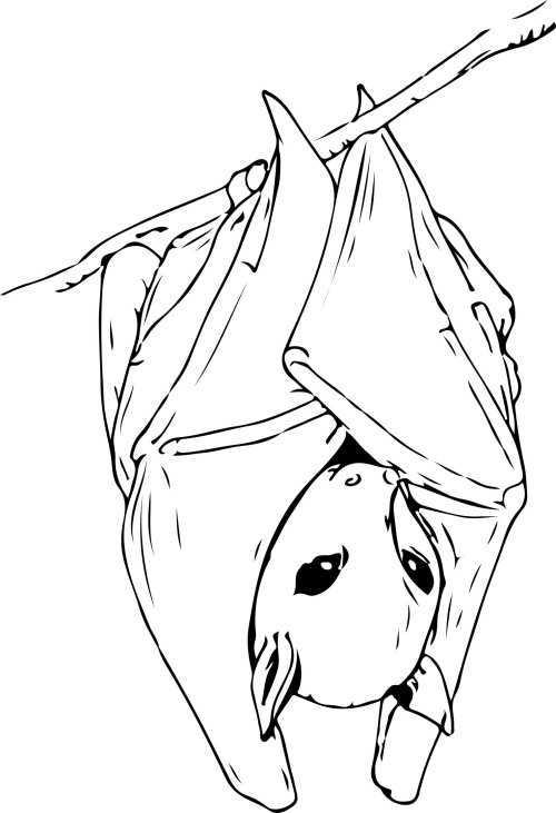 fruit bat