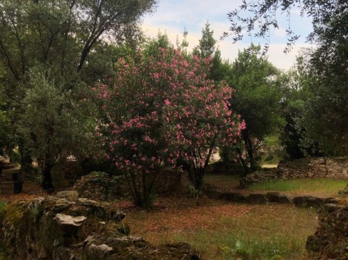 Wandering through the ancient agora of Athens