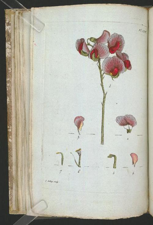 heaveninawildflower:Botanical illustrations taken from ‘Recueil de Plantes Coloriees’ by