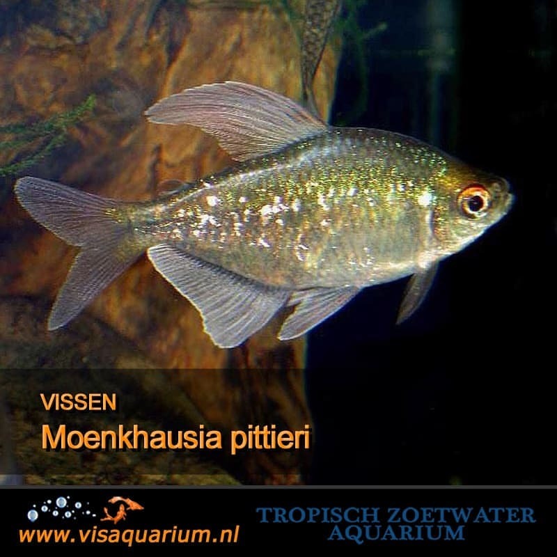 Aquarium vissen : Moenkhausia pittieri
#aquarium #vissen #aquariums #aquariumvissen #visaquarium #aquaria 🐠
https://www.instagram.com/p/BtEarrbgNux/?utm_source=ig_tumblr_share&igshid=5py1dxng5t0o