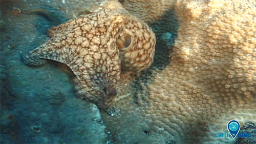 What Makes Octopuses So Awesome?