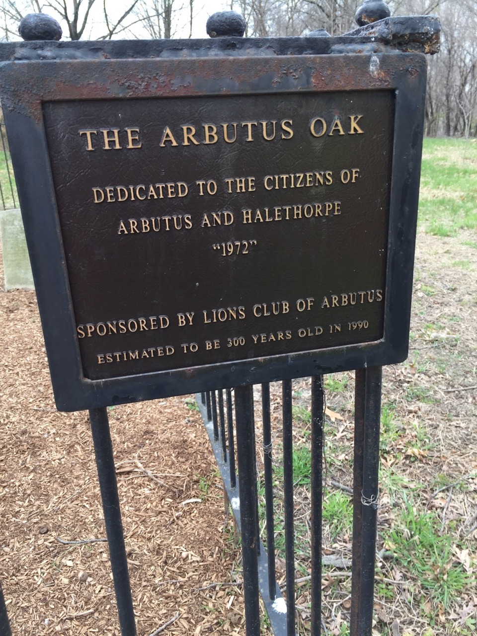 Noticed this today in the woods in Baltimore .. right off 95 . Cool to see this in