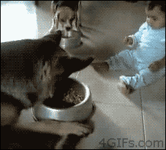 Cats & Dogs