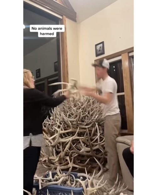 garlic-slut:Regardless of what you think of this tree… this comment was my favourite out of the collection of people who didn’t know deer shed their antlers every spring