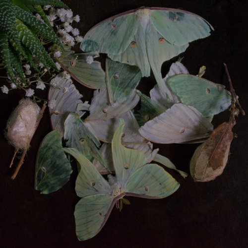 thebutterflybabe:TheButterflyBabe.com || LUNA MOTH (ACTIAS LUNA)