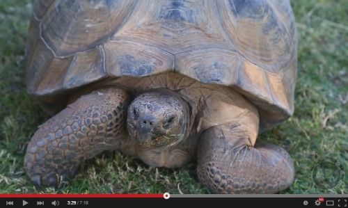 Kamp Kenan: Breeding Galapagos TortoisesYouTube -Kenan visits Jerry Fife in Arizona and gets some in