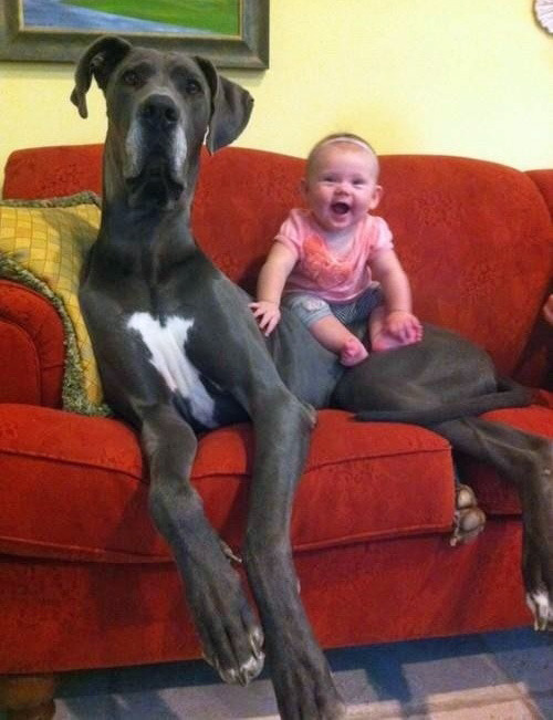 kaiju-popsicle:  pretentiousmusician:  peachpup:  this is the all time best post  Wat  And they all think they’re lap dogs. 