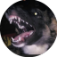 sharktailz9