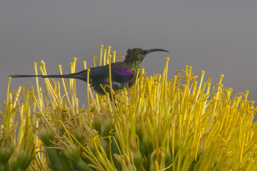 terranlifeform:Tacazze sunbird (Nectarinia tacazze) in EthiopiaTim Melling