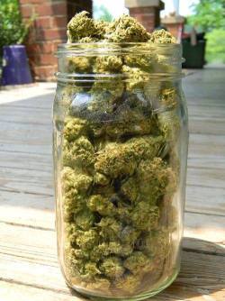 head-shop-haze:  Big jars full of dank and delicious nugs, drooling rn..  Follow and share, plus cool rigs HERE :)   