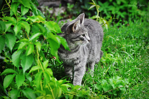 lindamarieansonsnaps: amidst the green