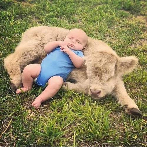 Take care of your baby: give your newborn a human friend to play with.-heilan coo calf (an wee human