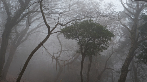 Lost on Mount Tsukuba by Giant Ginkgo on Flickr.