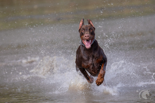 Doro, Luca und RomeroVor ein paar Monaten hab ich überlegt, was für Bilder mir so gefallen und was ich in diesem Jahr gern an neuen Dingen ausprobieren möchte. Es gibt ein paar Fotografen, die wunderschöne Kinder/Hundefotos machen… Meine Gedanken...