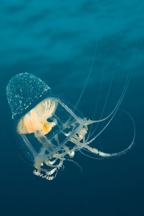 s-m0key: Jellyfish in the Arctic Sea, Canadá.By -  Ortwin Khan