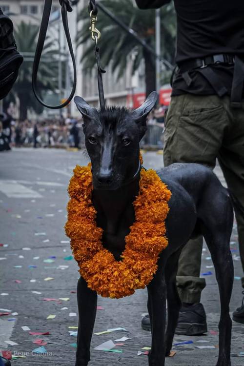 mimeticspace:Xoloitzcuintle, raza ancestral mexicana