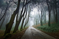  Into the Mystic, Sintra, Portugal photo via ninbra   I want this as my drive way!!