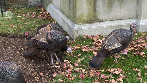 Local turkeys doing their thing.  I can’t even begin to explain how supremely unconcerned they are b