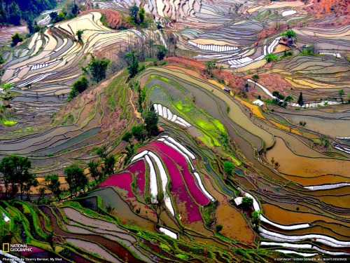 red-lipstick: Thierry Bornier - My Shot: Terraced Rice Field, Yunnan, China, 2010   Photog