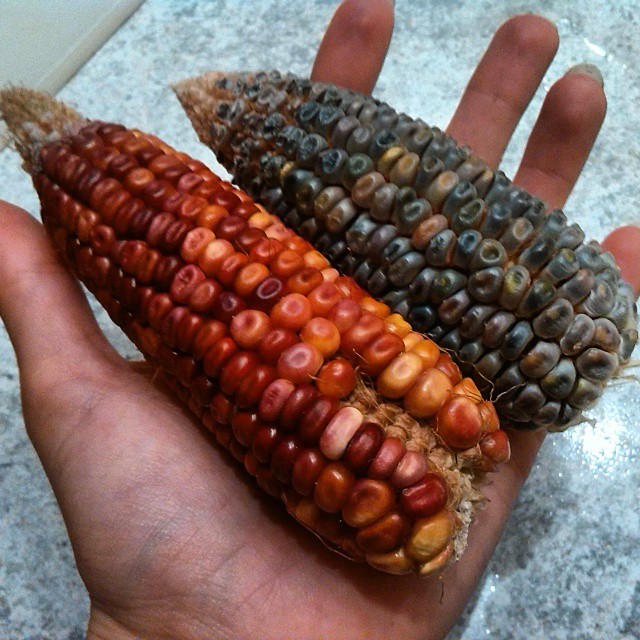 hyggehaven:
“Dwarf Blue Popcorn, and ‘Bloody Butcher’ Corn #harvest
”