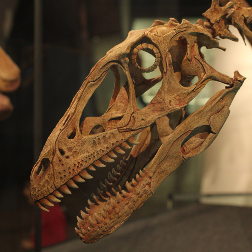 EA Photo Essay: Melbourne Museum Dinosaur Walk (2)Featuring @franzanthMeet the theropods! Also 