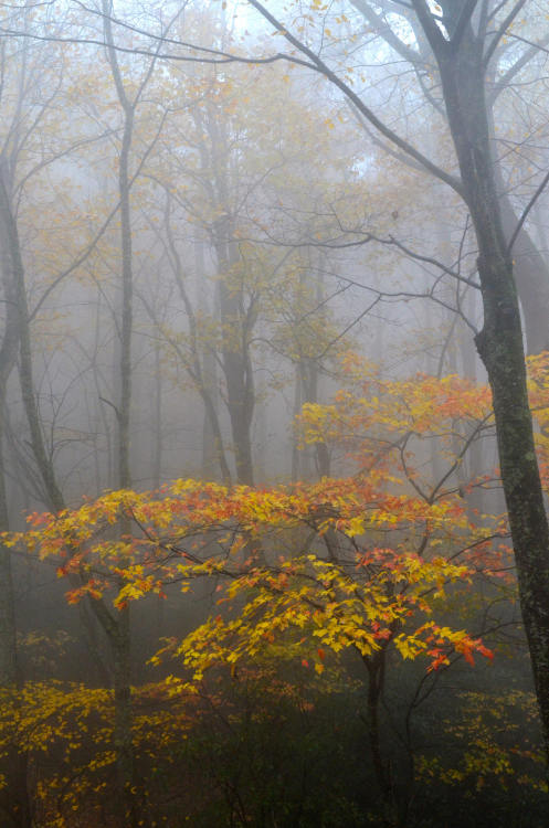 Fog on the Parkway by Warren Reed