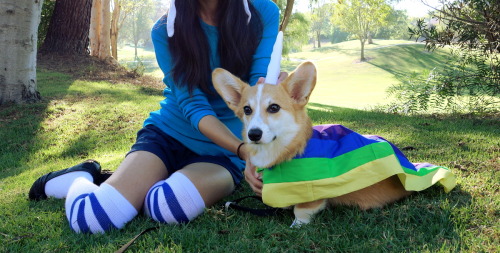 corgiaddict:  omelettethecorgi:  Omelette’s adult photos