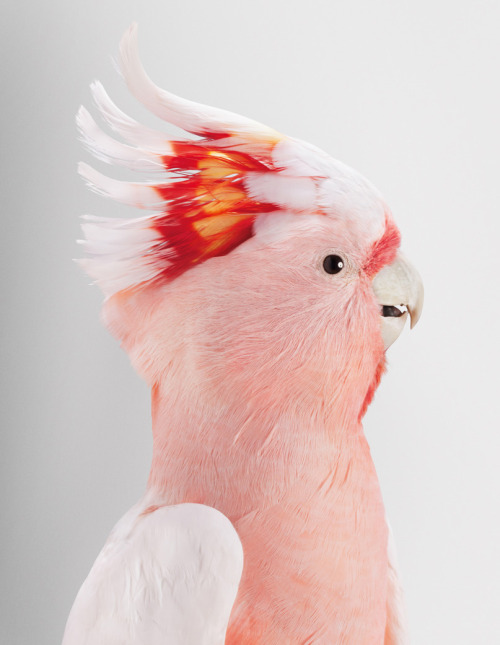 lord-kitschener: culturenlifestyle: Expressive Bird Portraits That Give Us a Glimpse of Their Colorf