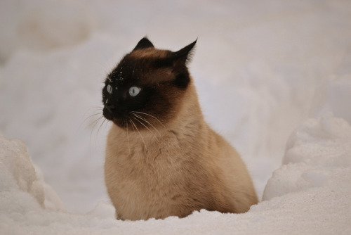 teapotsahoy:It’s a beautiful cat, but it’s the look of baffled outrage that makes it for me. 