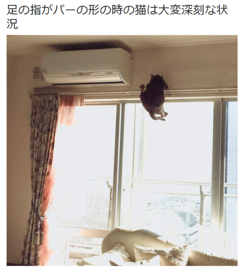 highlandvalley:  久米夏生@猫と日常さんはTwitterを使っています: “足の指がパーの形の時の猫は大変深刻な状況 http://t.co/ar1nwLjgPl”