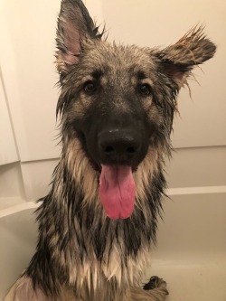 handsomedogs:This is Luca. He’s a 9 month old Shiloh shepherd