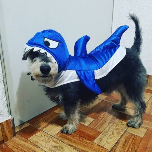 Tiburonsin uh ha ha!!! #shark #sharkdog