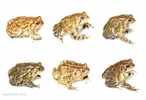 toadschooled:A wonderful graphic detailing the patterns and color variation of American toads [Anaxy