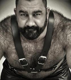 perfect4thunder:  Gorgeous hairy daddy bear.