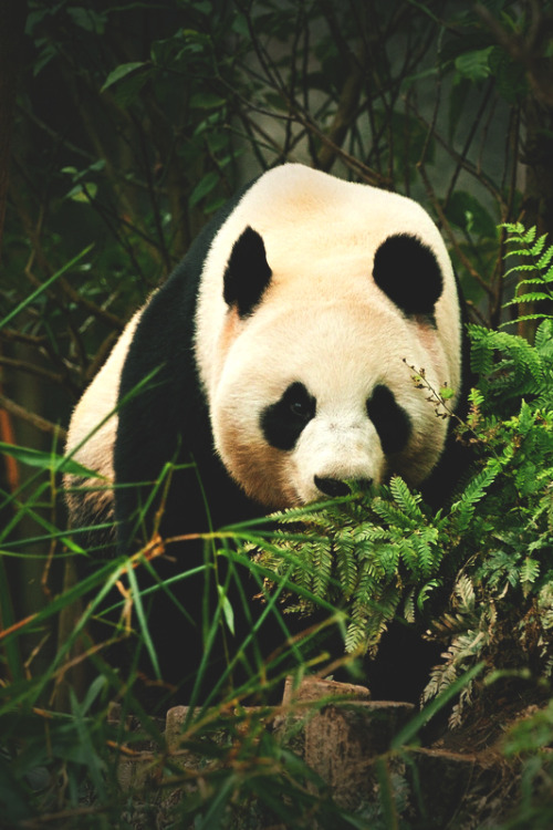 lmmortalgod:Young Panda