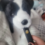 puppy-pawxz