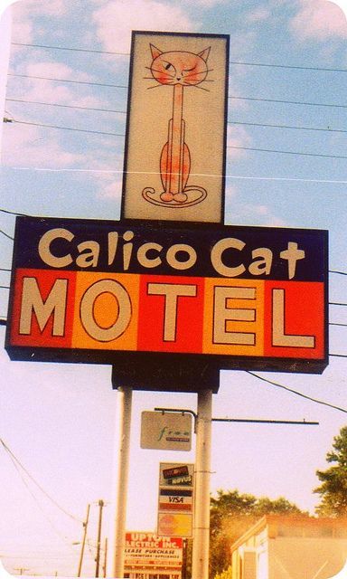 kittehkats:
“Calico Cat Motel Tacoma WA by SportSuburban on Flickr
”