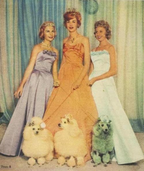 mid-centurylove:The L’oreal colour queen and princesses of 1960 with their poodles dyed to match the