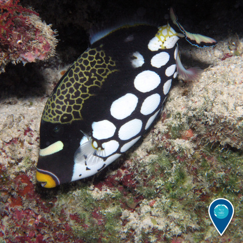 “What did the shark eat with its peanut butter sandwich? …a jellyfish!”This clown triggerfish was sp