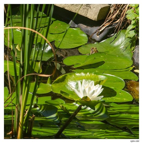 More bullfrogs in the pond. A plethora one might say.. . more bullfrogs to see the pond is teaming