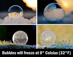 asapscience:  Some bubbles will freeze instantly, others freeze slowly. Bubbles are formed by a layer of water molecules trapped between two fine layers of soap molecules. When it’s °C or below, the water layer freezes before the bubble can burst.