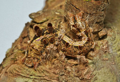 sinobug:Chinese Insects and Spiders  IMAGES (top to bottom), linked to their respective Flickr page: