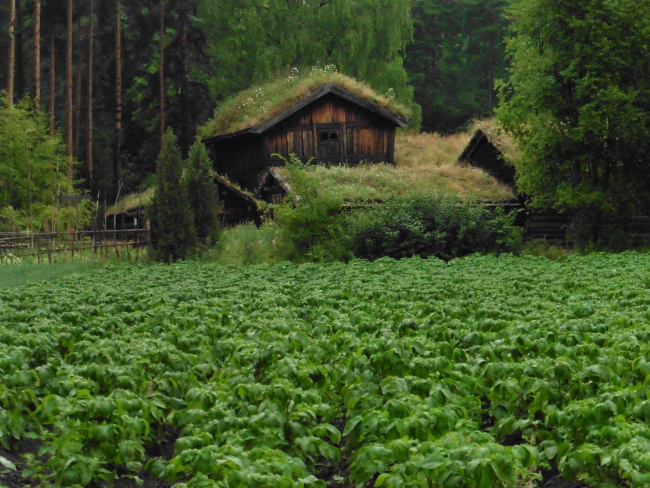 philovesophist:Norway, near Oslo, 2014