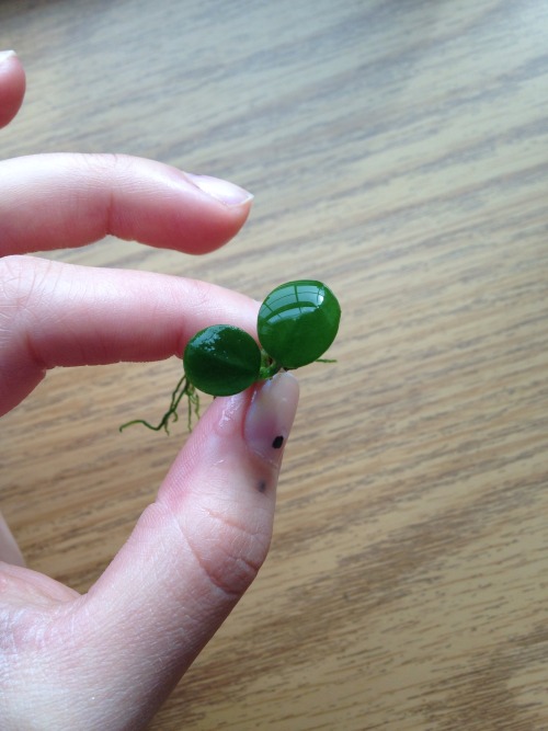 2.15.16 - One of the smallest plants I have - an Anubias sprig from a bigger plant I used to have. M