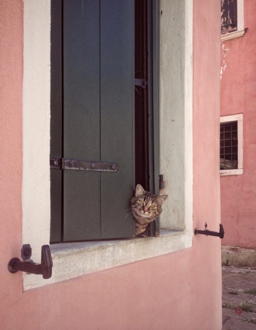 Peeping cat. © Zuraika Arromen Redo, 2017.