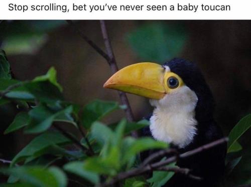 murdershegoat: leavethesky: blessedimagesblog: Blessed Toucan Half-a-can onecan