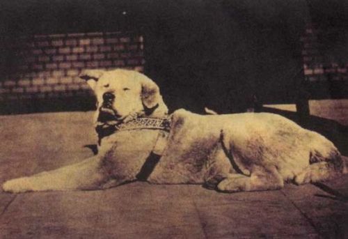 oldtimejapan:oldtimejapan: 4月8日　 忠犬ハチ公の日 忠犬ハチ公銅像及び秋田犬群像維持会が制定。1936年から、この日に慰霊祭が行われている。 ハチ公は、東大農学部の上野英