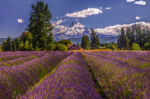 Lavender Valley by Cole Chase Photography Lavender Valley is a beautiful six acre farm just a few mi