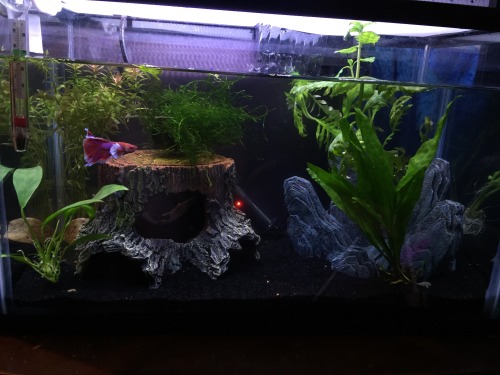 thebettacult:I added more plants to Shani’s tank! I also added three cherry shrimp, but I’m 92% posi