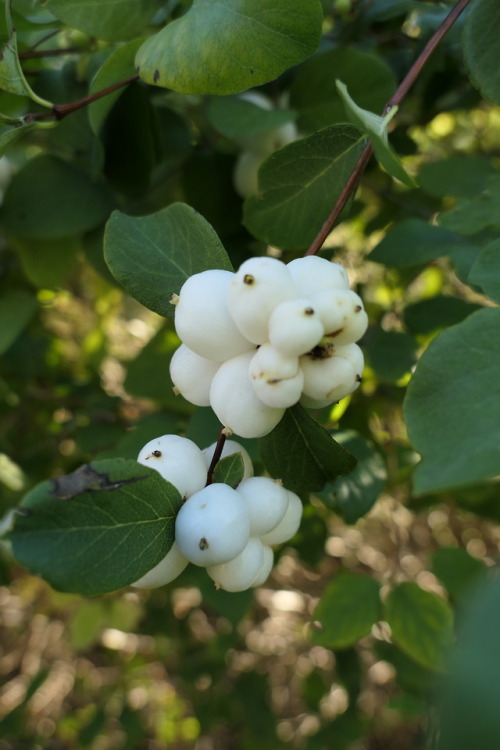 Symphoricarpos — snowberries a.k.a. waxberries a.k.a. ghostberries